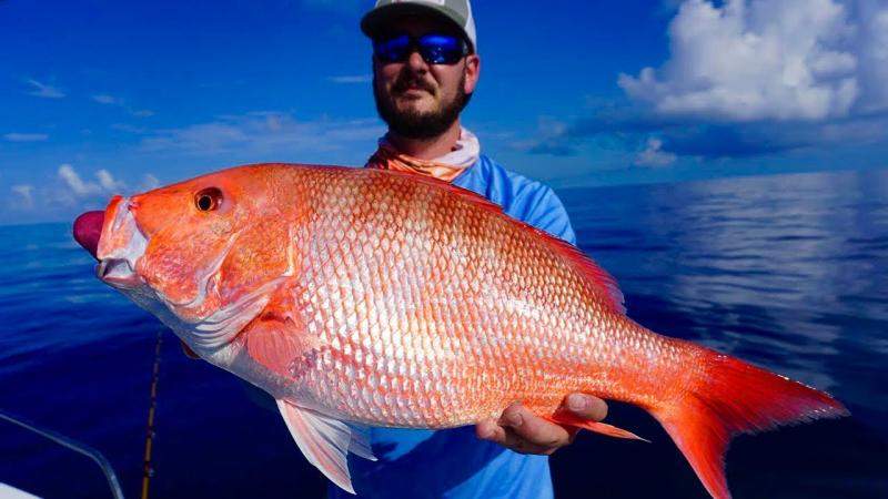 RED SNAPPER صورة تعبيرية