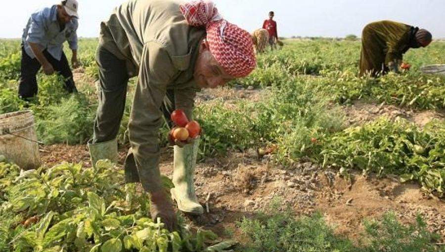 عمالة زراعية
