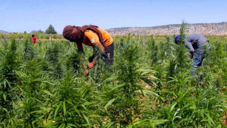 مساع مغربية لتقنين زراعة الحشيش مزرعة لنبتة القنب الهندي في المغرب