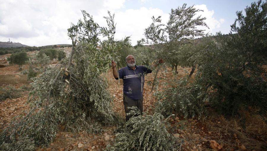 اقتلاع شجر حرجي فلسطين اقتلاع شجر حرجي فلسطين