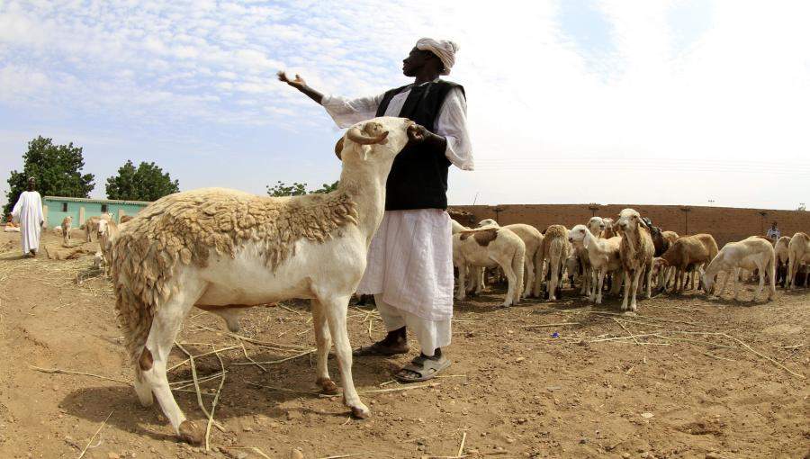 مرابي مواشي في السودان مرابي مواشي في السودان
