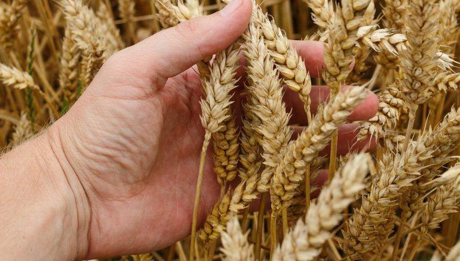 زراعة القمح زراعة القمح