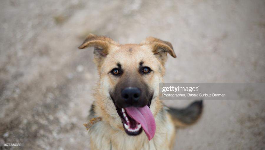 كلاب ضالة | Getty Images كلاب ضالة | Getty Images