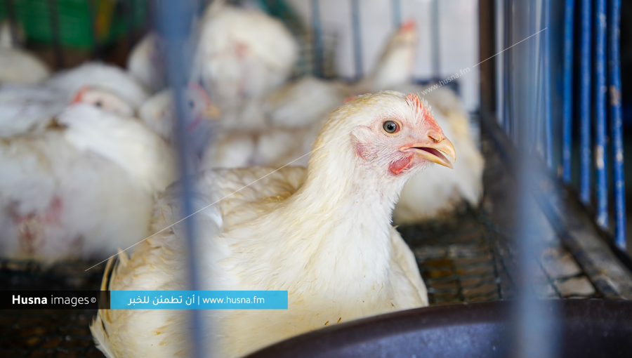 صورة تعبيرية - دجاج النتافات | Husna Images صورة تعبيرية - دجاج النتافات | Husna Images