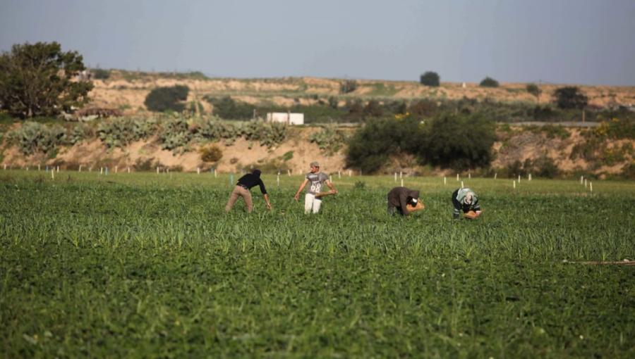 مزارعون فلسطينيون منطقة جحر الديك قطاع غزة مزارعون فلسطينيون منطقة جحر الديك قطاع غزة