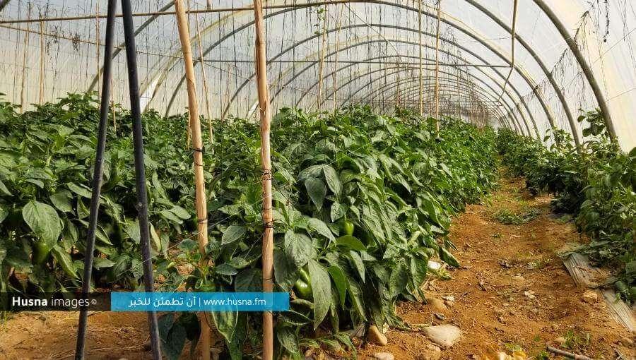 بيت بلاستيكي فيه مزروعات في غور الأردن بيت بلاستيكي فيه مزروعات في غور الأردن