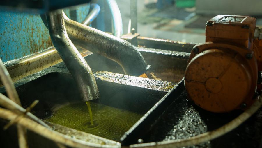 مرحلة فرز الزيت عن الماء في معصرة حوفا الوسطية مرحلة فرز الزيت عن الماء في معصرة حوفا الوسطية | المصدر: حبر