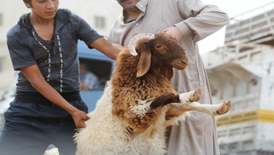 أشخاص يضعون المواشي داخل إحدى الحظائر في عمان أشخاص يضعون المواشي داخل إحدى الحظائر في عمان | المصدر: المملكة