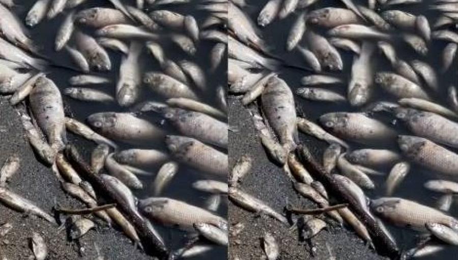 أسماك نافقة في بحيرة مياه سد الموجب 13/10/2025 | المصدر: مواقع التواصل