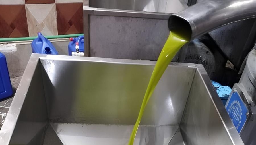 زيت زيتون في المعصرة