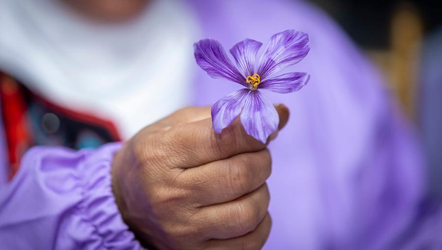 سيدة تحمل بيدها زهرة الزعفران | تعبيرية