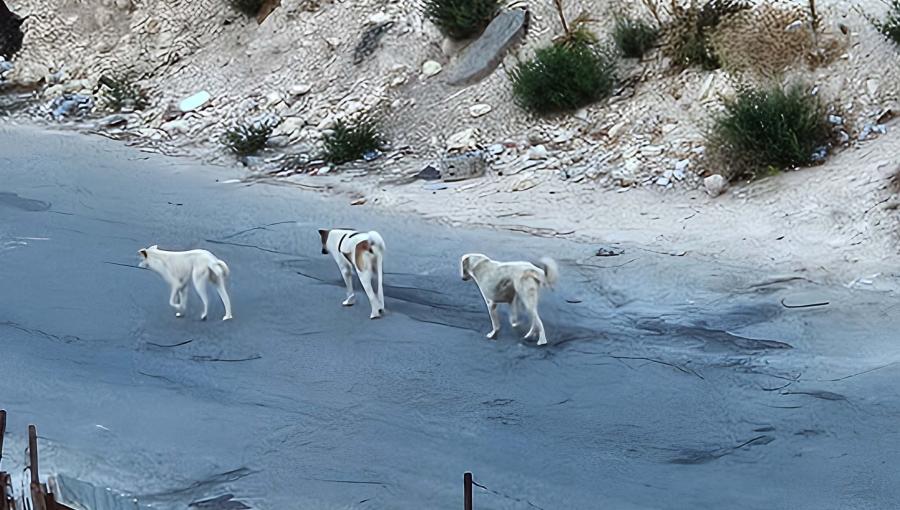كلاب في منطقة أبو السوس في عمان