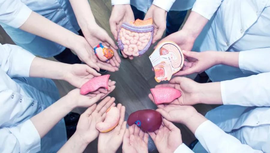 صورة تعبيرية لأطباء يمسكون مجسمات أعضاء