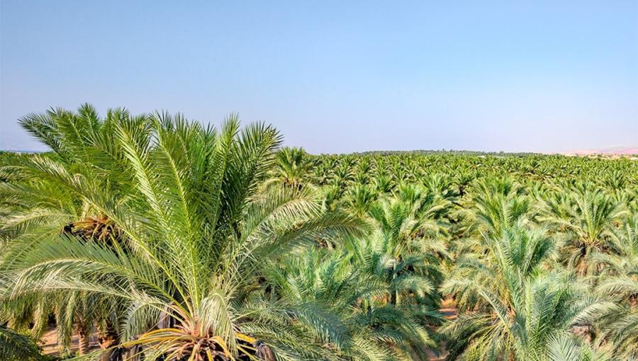 إحدى مزارع التمور في الأردن | مواقع التواصل