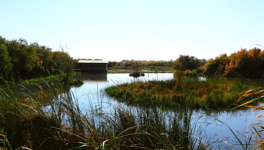 محمية الأزرق المائية