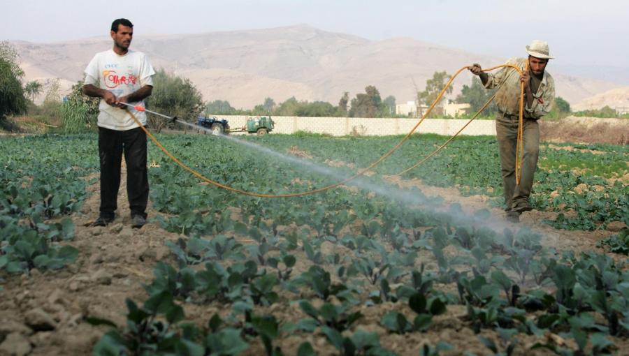 مزارعين في الأغوار الشمالية | المملكة