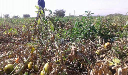 مزرعة متضررة من الصقيع