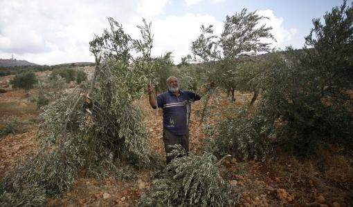 اقتلاع شجر حرجي فلسطين اقتلاع شجر حرجي فلسطين