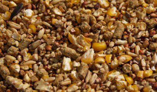 اعلاف- صورة تعبيرية اعلاف- صورة تعبيرية