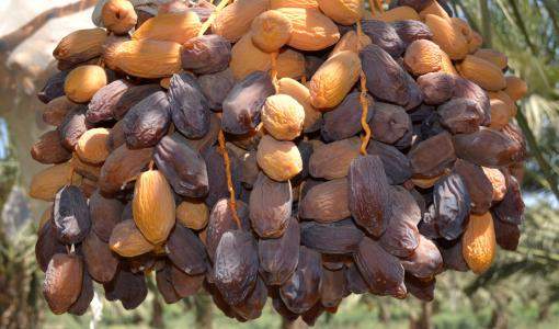 أشجار التمر المجهول في الأردن