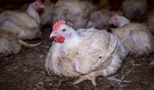 Photo: Konrad Lozinski