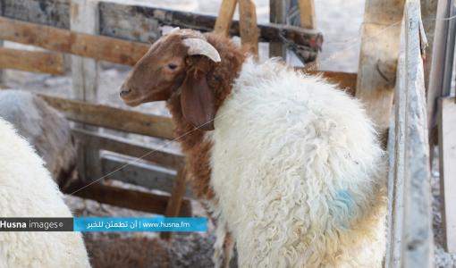 أسباب نفوق أغنام في الكرك