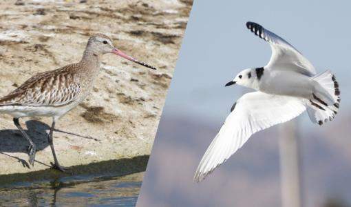 طائرا النورس الأرمل و القوق موشم الذيل - مرصد طيور العقبة -تشرين ثاني 2021