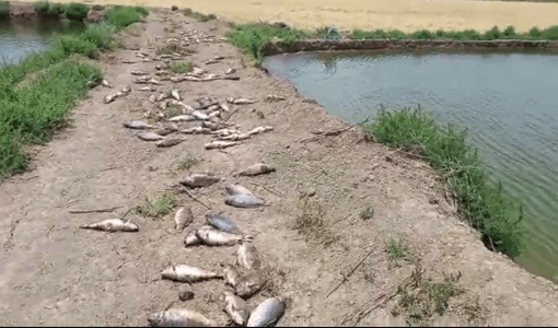 نفوق أسماك كارب - مزارع وادي الأردن