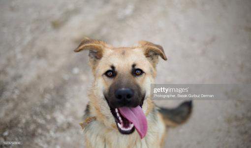كلاب ضالة | Getty Images