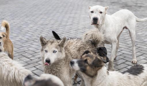 صورة تعبيرية | الكلاب الضالة