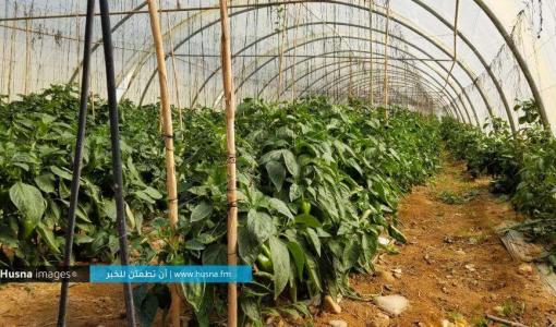بيت بلاستيكي فيه مزروعات في غور الأردن بيت بلاستيكي فيه مزروعات في غور الأردن
