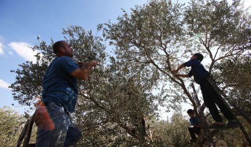 من موسم قطف ثمار الزيتون في الأردن 2021-2022 | المصدر: المملكة