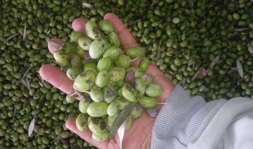 زيتون من قطاف قطاع غزة 2024