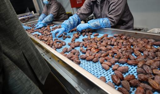 عاملات في مشروع تعبئة وتغليف وتسويق التمور في الأغوار الوسطى 2/1/2025 | المصدر: وزارة المياه والري