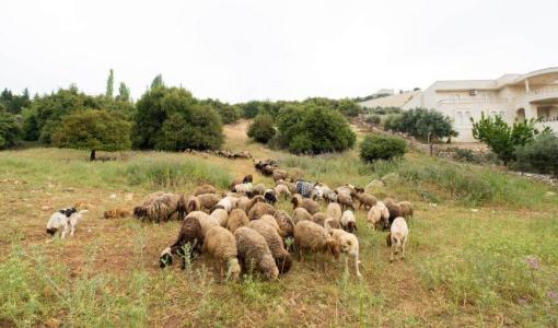 أغنام في منطقة الفحيص | المصدر: حبر