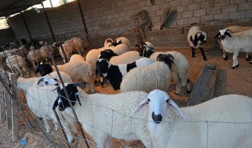 حظيرة أغنام | المصدر: مواقع التواصل الاجتماعي