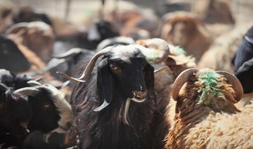 حظيرة أغنام في منطقة مخصصة لبيع وذبح الأضاحي | المصدر: المملكة