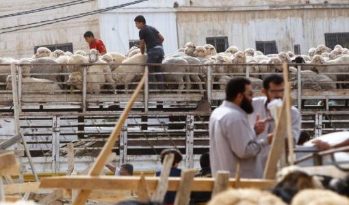 أحد أماكن بيع الأضاحي في العاصمة عمان أحد أماكن بيع الأضاحي في العاصمة عمان | أرشيفية المملكة