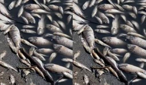 أسماك نافقة في بحيرة مياه سد الموجب أسماك نافقة في بحيرة مياه سد الموجب 13/10/2025 | المصدر: مواقع التواصل