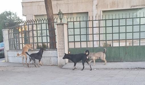 كلاب شوارع | تعبيرية