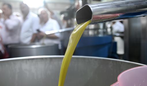 زيت الزيتون يتدفق من أنبوب بعد استخلاصه داخل إحدى المعاصر زيت الزيتون يتدفق من أنبوب بعد استخلاصه داخل إحدى المعاصر