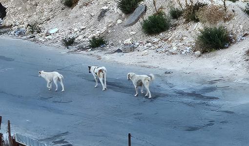 كلاب في منطقة أبو السوس في عمان