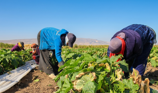 مزارعون يقطفون المحاصيل من إحدى مزارع الأغوار الجنوبية