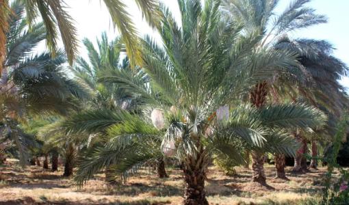 صورة تعبيريةلشجرة نخيل في إحدى المزارع بالأردن