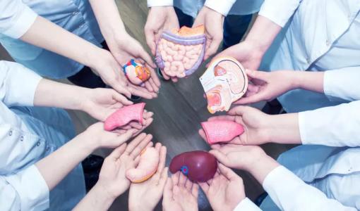 أيدي تحتضن مجسمات لأعضاء بشرية