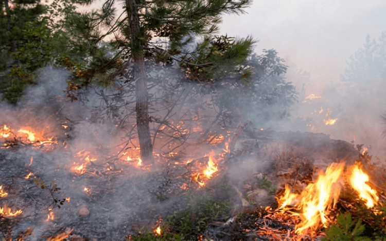 حرائق مشتعلة في غابات بمحافظة عجلون شمالي البلاد | أرشيفية