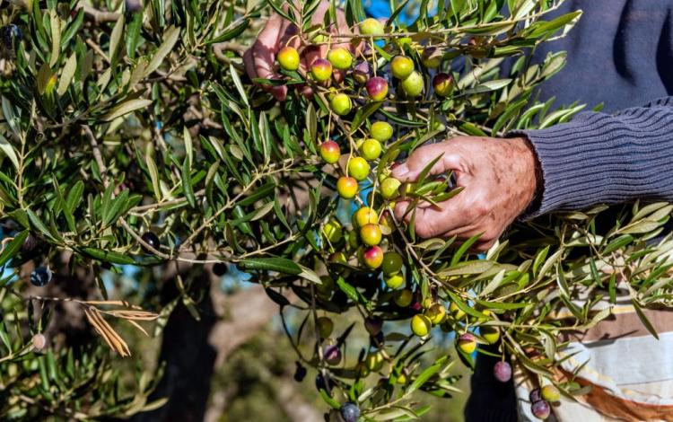 صورة تعبيرية لمزارع يقطف ثمار الزيتون