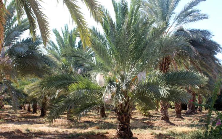 صورة تعبيريةلشجرة نخيل في إحدى المزارع بالأردن